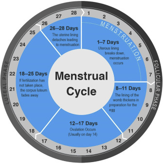 menstrual cycle diagram showing phases and days
